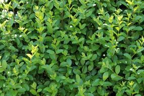 photo of green hedge