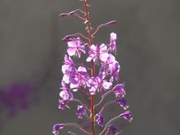 epilobium angustifolium vivid flower