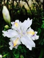 White orchid flowers blossom