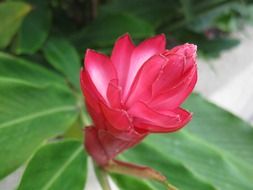 red tropical flower in a botanical garden close-up