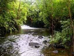 river stream jungle