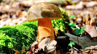 fungi porcini mushrooms