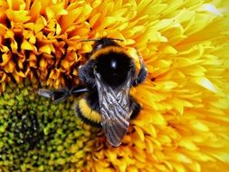 bumble bee on a flower