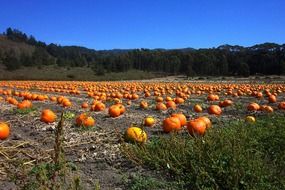 california pumpkin harvest