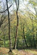 Birch trees in a forest