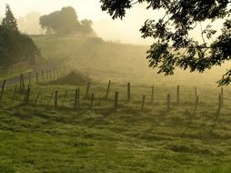 Morning fog over a green meadow in France