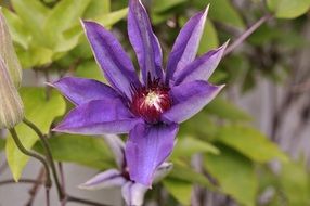 clematis blossom bloom flower close