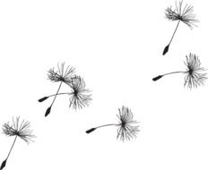 dandelion seed drawing