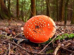 toxic fly agaric grow in the forest
