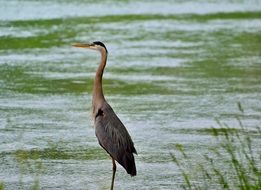 magnificent great blue heron