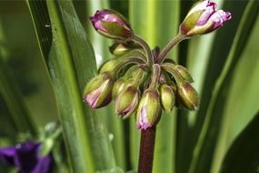 red geranium flower buds close-up