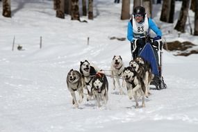 dogs sled driver racing
