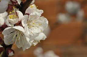 apricot blossoms