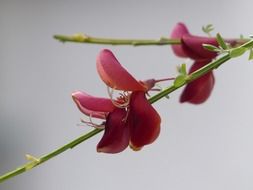 red cytisus scoparius