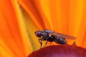 Macro photo of the fly on the beautiful colorful flower