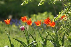 opened tulips in spring