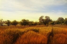 landscape with yellow grass in the cloudy twilight