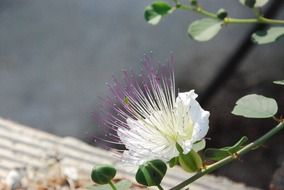 white flower plant exotic close-up