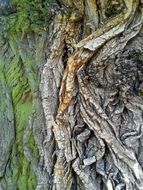 Picture of the tree bark