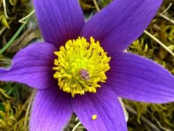 blue pasque flower