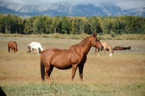 A herd of horses in the meadow