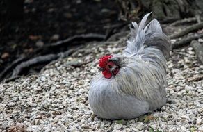 White domestic chicken on small pebbles