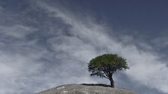 andes tree argentina