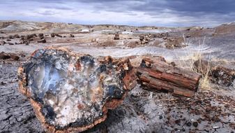 petrified forest in the national park of Arizona