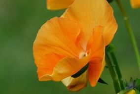 macro photo of orange pansies