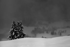 fir trees in winter mountains in Switzerland