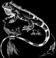 iguana saurian black and white drawing