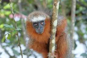 red monkey looking straight close up