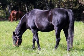 black shiny horse on pasture