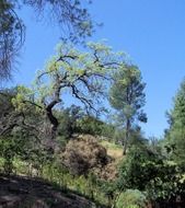 scenic hills in summer