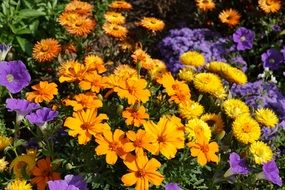 garden bed with colorful flowers