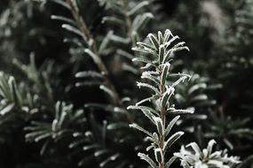 frozen needles on a tree