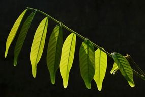 branch with leaves on a black background