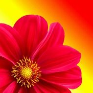 bright pink dahlia on a yellow background