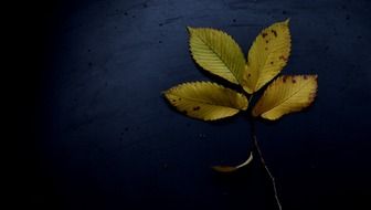 autumn leave on a black background