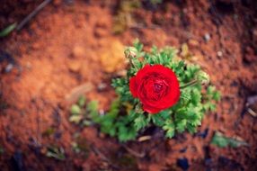 planted flowers in the garden