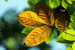 colofrul sunny autumn leaves macro