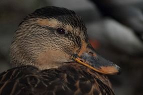 portrait of a mallard