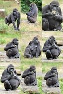 ape monkey gorilla