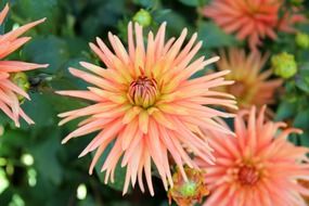 coral aster flower plant blossom closeup