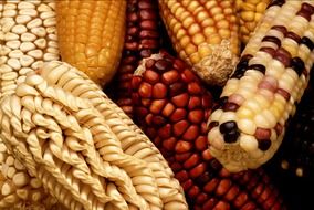 different types of corn