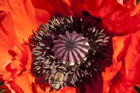 half rosette ornamental poppies