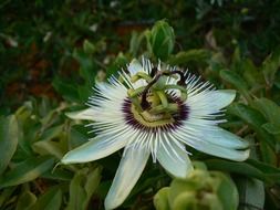 lush white tropical flower