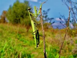 green mantis on dry grass in the sun