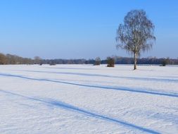 lonely birch on the snowy field