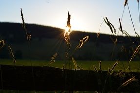 The sun on the horizon behind the grass